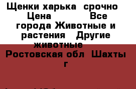 Щенки харька! срочно. › Цена ­ 5 000 - Все города Животные и растения » Другие животные   . Ростовская обл.,Шахты г.
